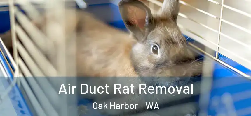 Air Duct Rat Removal Oak Harbor - WA
